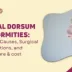 Nasal Dorsum Deformities Types, Causes, Surgical Corrections, and Aftercare & cost
